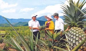 Huyện Nam Đông (Thừa Thiên - Huế) xác định dứa là cây trồng chủ lực để phát triển kinh tế vườn đồi. Ảnh: Tường Vy