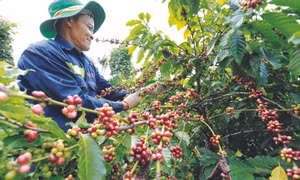 Tỉnh Đắk Lắk hiện có trên 45.670 ha cà phê sản xuất theo quy trình bền vững có chứng nhận với 32.964 nông hộ tham gia. Ảnh: Vũ Sinh