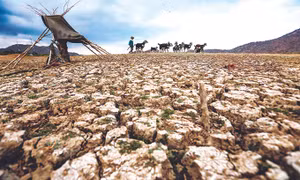 Đàn dê của người dân kiếm ăn trên lòng hồ Phước Trung, huyện Bác Ái (Ninh Thuận) đã cạn đáy, đất nứt nẻ do hạn hán kéo dài. Ảnh: Thành Đạt