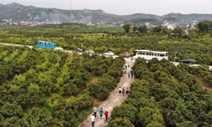 Vào vụ thu hoạch vải thiều, cam, bưởi hằng năm, huyện Lục Ngạn (Bắc Giang) thu hút hàng trăm nghìn lượt khách đến tham quan, du lịch trải nghiệm. Ảnh: Danh Lam