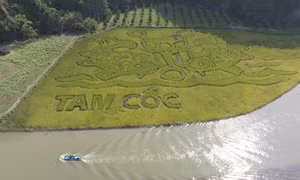 Bức tranh "Lý ngư vọng nguyệt" trên cánh đồng lúa Tam Cốc, huyện Hoa Lư, tỉnh Ninh Bình. Ảnh: Thùy Dung – TTXVN