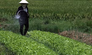 Mô hình trồng màu của chị em phụ nữ Khmer phát triển rộng khắp trên địa bàn ấp Kênh 2. Ảnh: Lê Sen