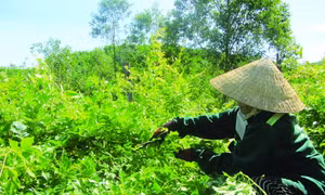 Chè dây Ra Zéh đang dần trở thành một trong những loại cây xóa đói, giảm nghèo của đồng bào Cơ-tu ở Đông Giang. Ảnh: Duy Trường - DTMN