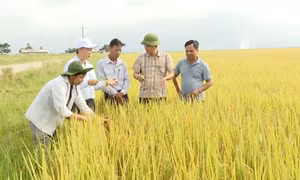 Nông dân Quảng Bình thắng lợi kép vụ Đông - Xuân