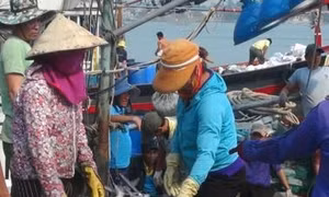 Ngư dân Quảng Trị đánh bắt được nhiều cá giá trị lớn