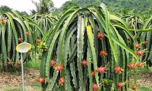 Làm giàu trên vùng đất khô cằn Bình Thuận