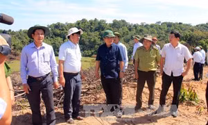 Vụ phá rừng quy mô lớn tại Bình Định: Kỷ luật một số cán bộ, nhân viên kiểm lâm