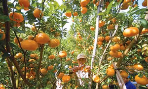 Mô hình điểm phát triển cây đặc sản quýt vàng Bắc Sơn