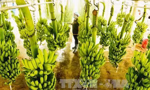 Hỗ trợ phát triển làng nghề, ngành nghề nông thôn ở Long An