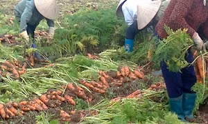 Một số biện pháp kỹ thuật nâng cao năng suất, chất lượng cà rốt