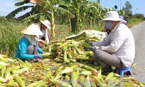 Tiền Giang có kế hoạch tăng khoảng 10% diện tích ngô vào năm 2018