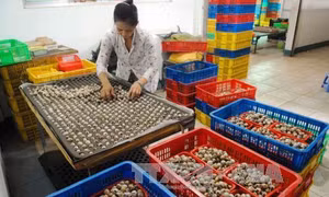 "Vua chim cút" chiếm lĩnh thị trường khó tính Nhật Bản