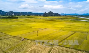 Các giải pháp tập trung, tích tụ ruộng đất tại Thái Bình