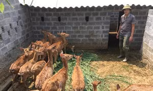 Đại hội Đoàn toàn quốc lần thứ XI: Thanh niên miền núi đẩy mạnh khởi nghiệp