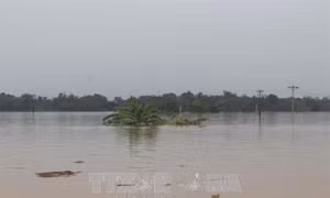 Thanh Hóa: Chồng chất khó khăn vực lại sản xuất sau khi lũ đi qua