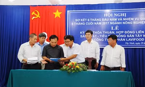 Lavifood mua sản phẩm trái cây cho nông dân Tây Ninh