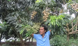 Kinh nghiệm cho nhãn ra hoa trái vụ của lão nông Hoàng Quang Tuấn