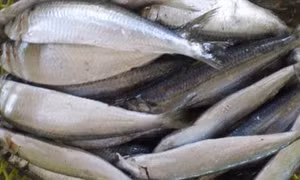 Vị ngon gỏi cá trích vùng biển Đức Minh