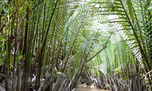 Kỹ thuật trồng dừa nước (Nypa fruticans)