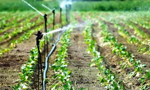 Trà Vinh có hơn 11.600 ha đất sản xuất áp dụng công nghệ tưới tiết kiệm nước