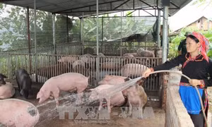 Phát huy hiệu quả nguồn vốn tín dụng trong xóa đói giảm nghèo
