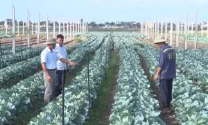 Yên Khánh - Điểm sáng ứng dụng công nghệ cao trong nông nghiệp ở Ninh Bình