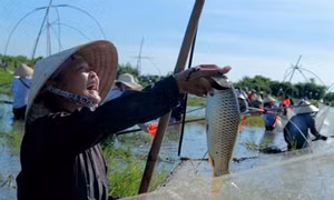 Độc đáo lễ hội đánh cá Đồng Hoa