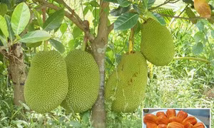 Trồng cây mít ruột đỏ cho năng suất vượt trội và được giá
