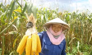 Kinh nghiệm trồng ngô ngọt