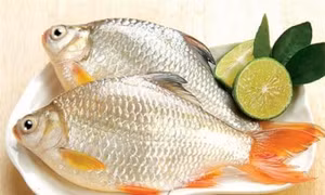 Vị thuốc từ cá diếc