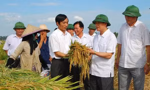 Bắc Ninh phát triển nông nghiệp theo hướng tập trung, quy mô lớn