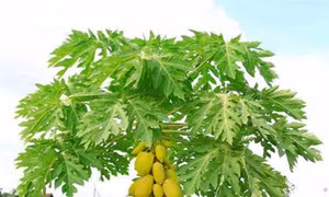 Nước ép lá đu đủ và mật ong trị đau dạ dày