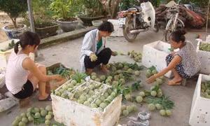 Nhộn nhịp mùa na trên đất vùng cao La Hiên