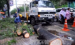 Mưa trái mùa, cây xanh đổ trúng người đi đường ở Thành phố Hồ Chí Minh