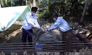 Xuất hiện ổ dịch cúm gia cầm tại Cao Bằng