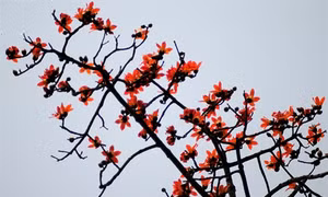 Tháng Ba nhớ mùa hoa gạo đỏ...