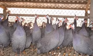Kỹ thuật nuôi gà sao thịt (phần 2)