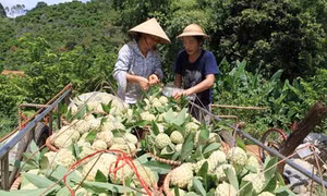 Hiệu quả từ trồng na trên đồi đất dốc Yên Sơn