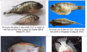 Phòng chống bệnh do vi rút TiLV trên cá rô phi