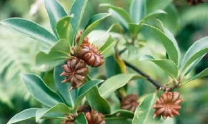Kỹ thuật trồng cây hồi Lạng Sơn