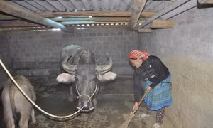 Chuẩn bị cho gia súc trước mùa rét