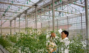 Nhìn lại hiệu quả hoạt động của ngành Nông nghiệp Hà Nội