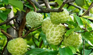Na dai Mai Sơn