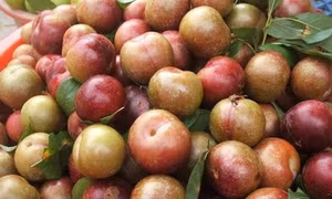 Mận hậu Sơn La - đậm đà hương vị núi rừng
