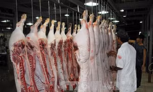 Cà Mau giám sát chặt tình hình chăn nuôi, nhập và giết mổ lợn