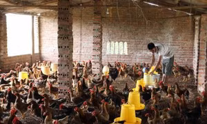 Bệnh báng nước trên gà và cách điều trị