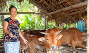 Nông dân miền núi Thanh Sơn thoát nghèo nhờ “Ngân hàng bò”