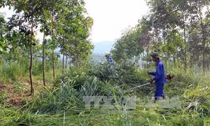 Trồng xen cây trong vườn cao su ở Lai Châu để tăng thu nhập