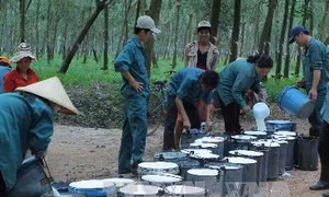 Kỹ thuật trồng và chăm sóc cây cao su