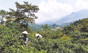 Lùng Vai xây dựng nông thôn mới
